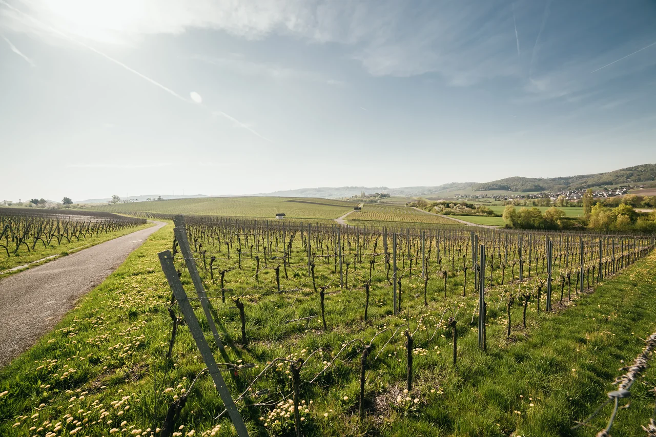 Weinberge im Sonnenlicht: Herkunft und Jahreszyklus der Marke Schloss Affaltrach.