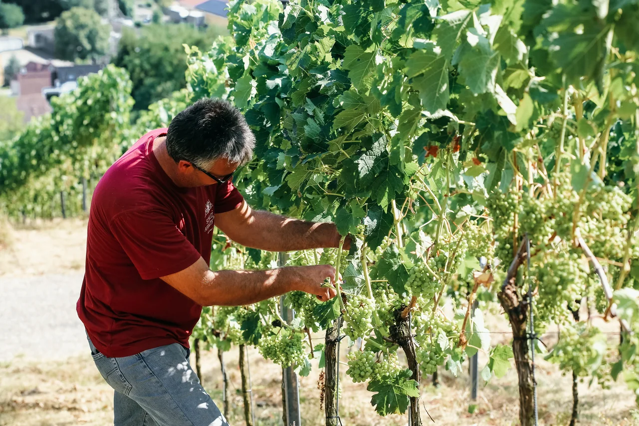 Ein Mitarbeiter liest Trauben im Weinberg.